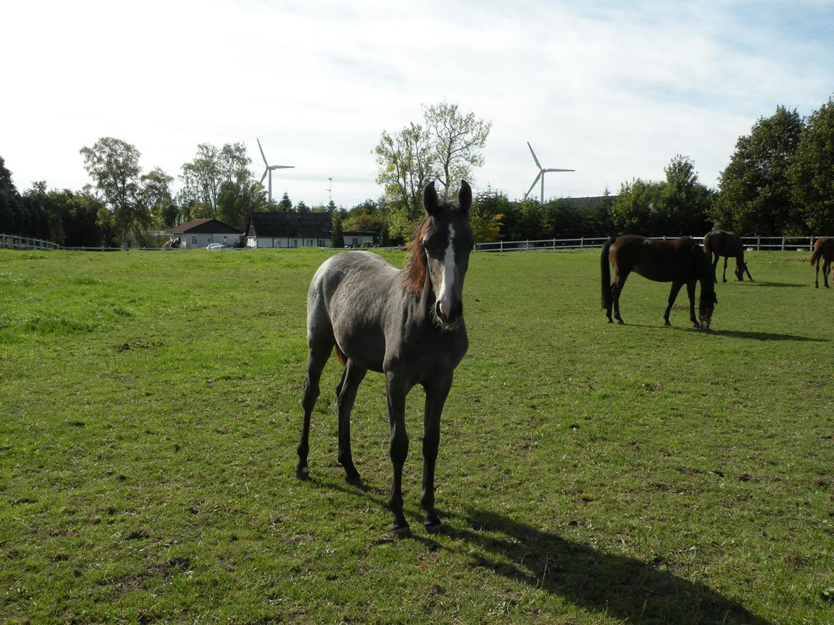 Shagya Araber (SH) Andersine (solgt) billede 10