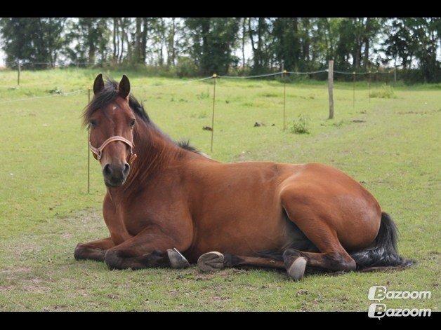 Anden særlig race Mystery - Hej og velkommen til min profil. Smid gerne en kommentar eller bedømmelse:) billede 2