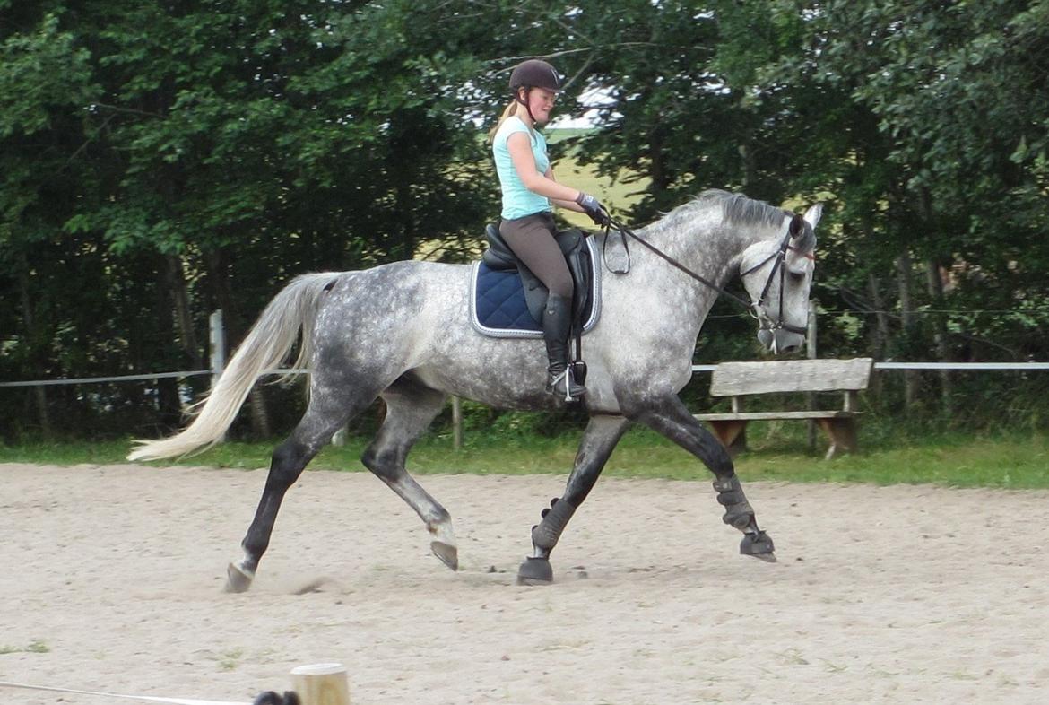 Dansk Varmblod Charlie Chip - Sommer 2013 billede 21