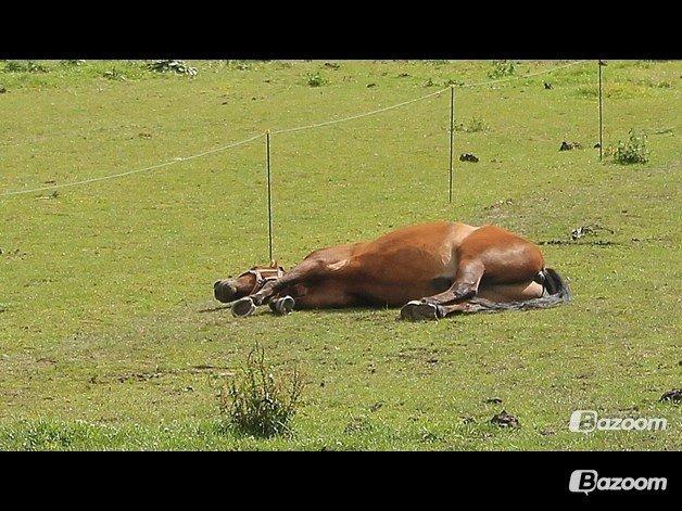 Anden særlig race Mystery - Det klør det klør jeg mener det :) billede 6