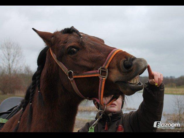 Anden særlig race Mystery - SMIL:) billede 8