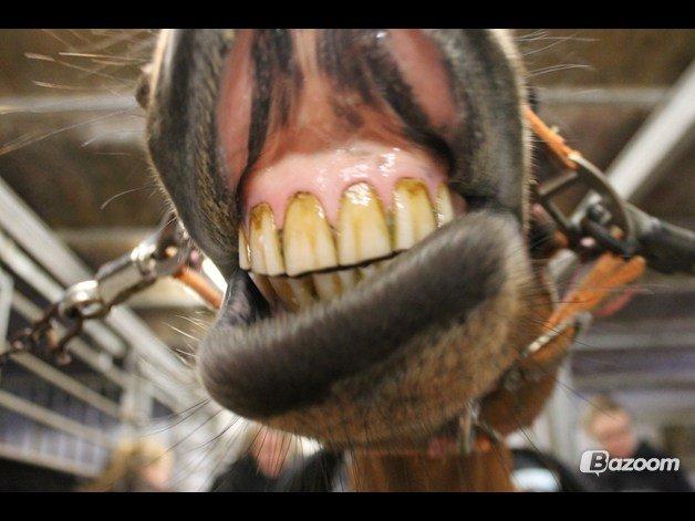 Anden særlig race Mystery - Hmm skal jeg snart til tandlæge eller hvad:) billede 10