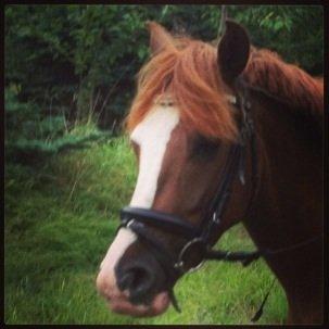 Anden særlig race Skikkilds Felis - Lidt udenfor på den dejlige pony :-)
 billede 13