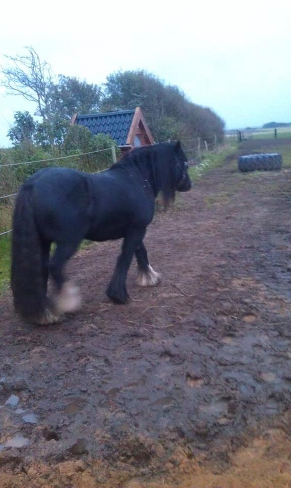 Irish Cob Comet ( Sorteper ) billede 5