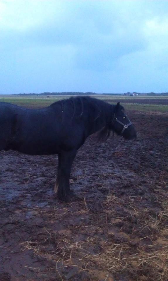 Irish Cob Comet ( Sorteper ) - han har lige rystet sig  billede 6