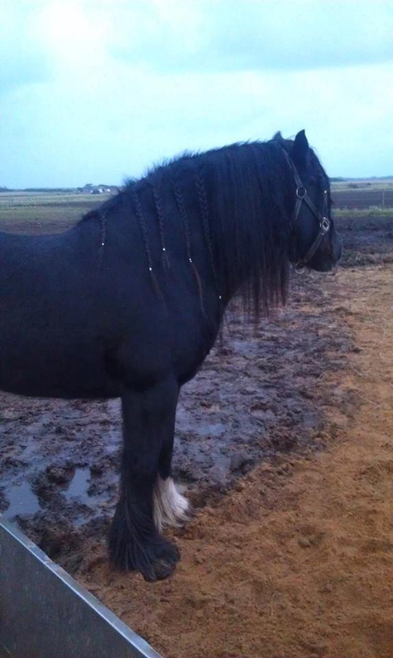 Irish Cob Comet ( Sorteper ) billede 7