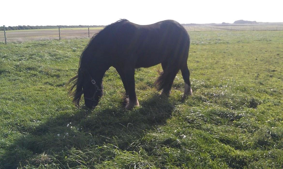 Irish Cob Comet ( Sorteper ) - Da han lige var kommet hjem  billede 8