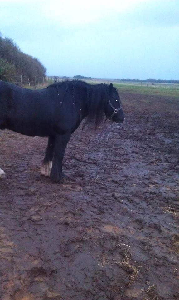 Irish Cob Comet ( Sorteper ) billede 9