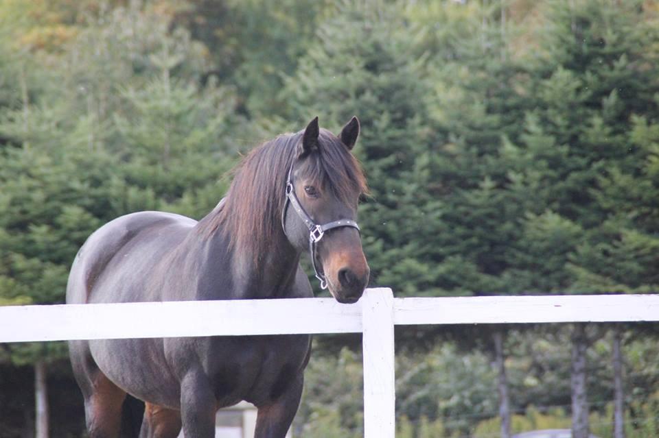 Anden særlig race Krumme *part* billede 10