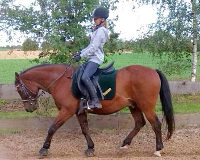 Anden særlig race Diango (miss) - SE ham lige så stolt af der skat ja han søger for langt ned men se lige på den 25 årige hest som aldrig har været dressur hest så STOLT billede 13