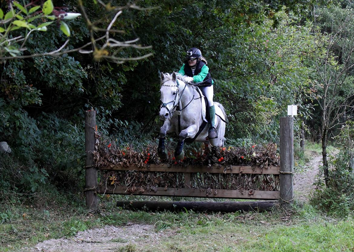 Connemara - Hedegårdens Junker |B-pony| - Disciplinvinder cncp90 til klubmesterskaberne 2013!<3 billede 8