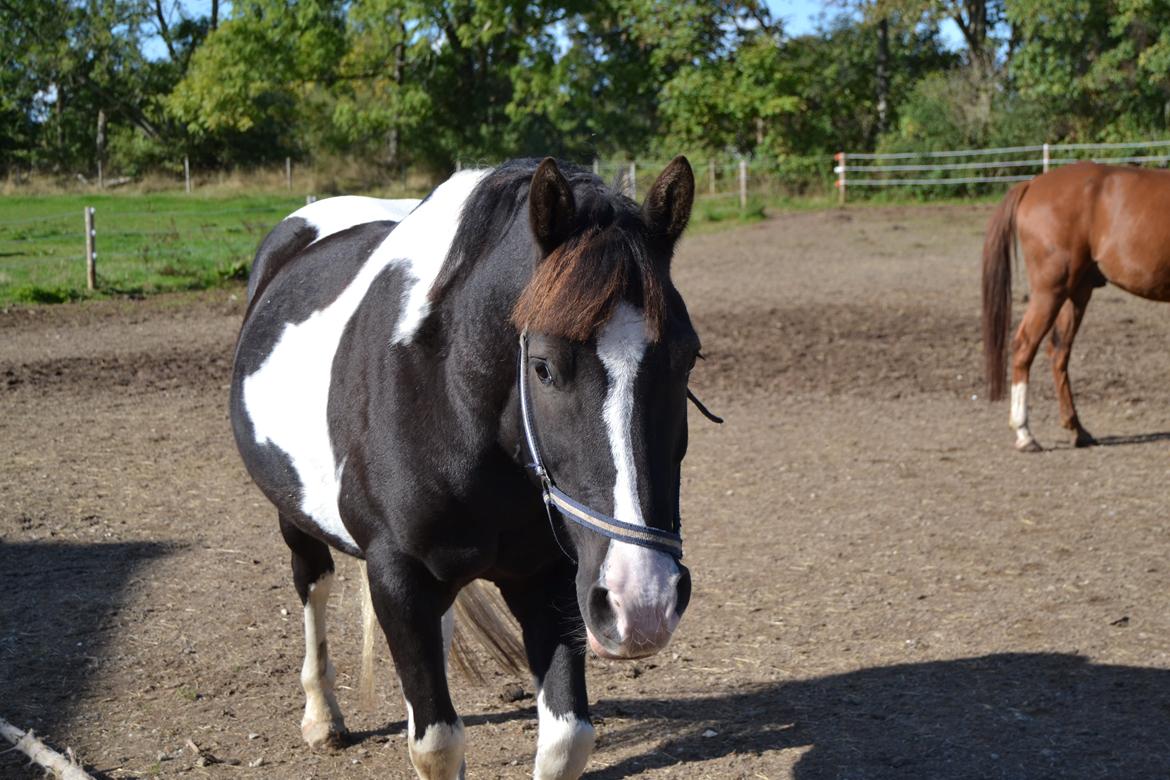 Anden særlig race Haffe Laffe - På fold!! billede 13