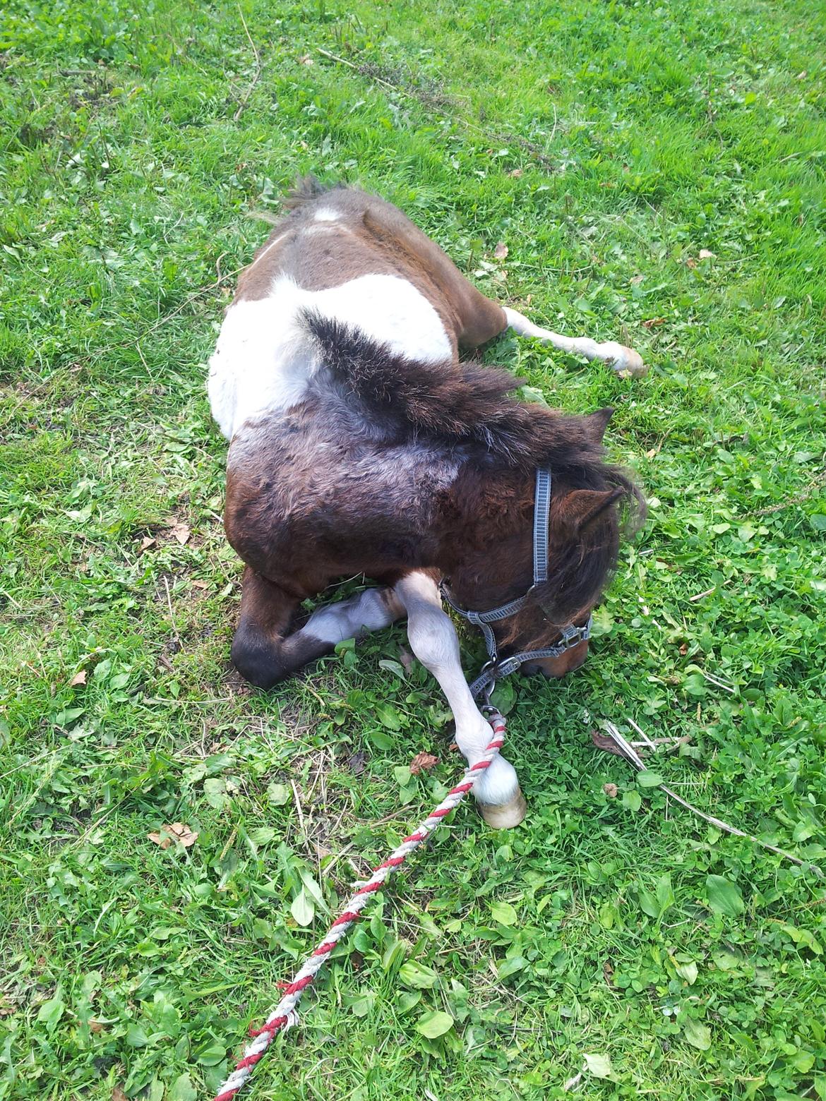 Shetlænder Ambassador (Basse) *himmelhest* billede 16