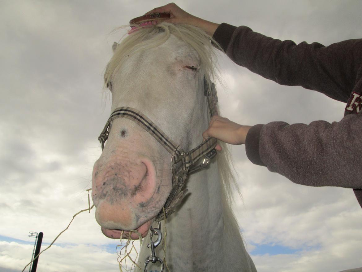 Knabstrupper Kastanielund's Alf - Ponydrengen bliver forkælet :D<3 billede 13