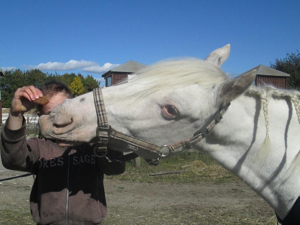 Knabstrupper Kastanielund's Alf - Ved og lære og smile igen <3 billede 16