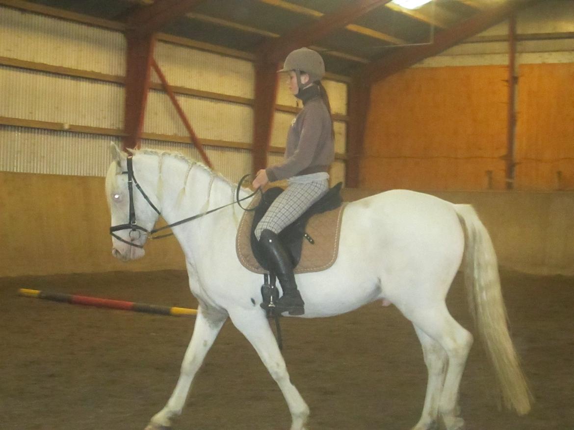 Knabstrupper Kastanielund's Alf - Første ridetur hjemme<3 billede 18