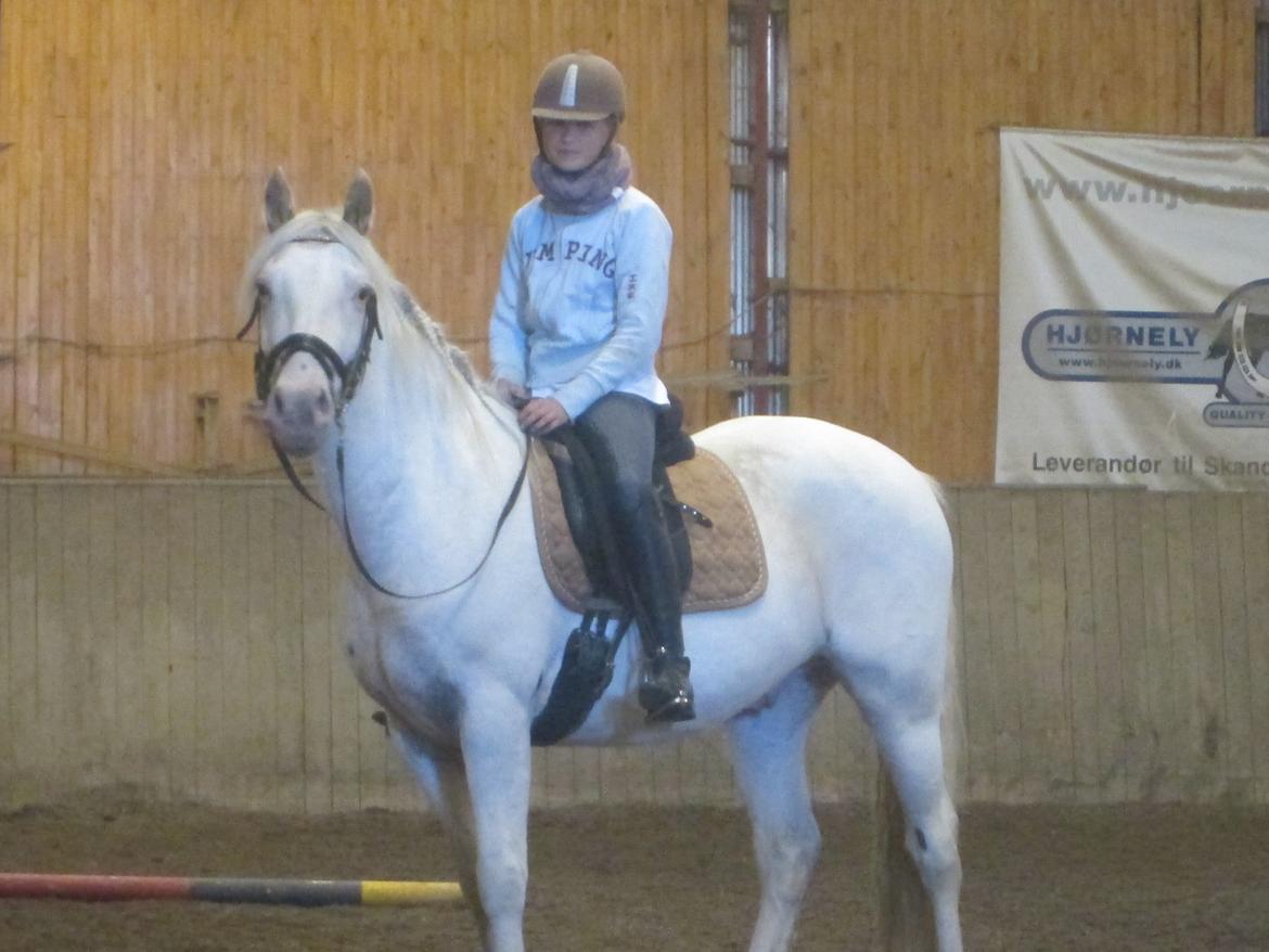 Knabstrupper Kastanielund's Alf - you and me, me and you, os 2 forever <3 billede 32