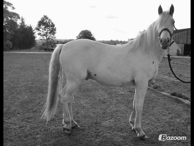 Knabstrupper Kastanielund's Alf - Billede taget af Leah<3 billede 36