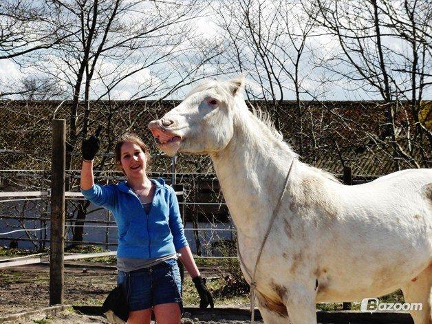 Knabstrupper Kastanielund's Alf - smile.. taget af Leah<3 billede 6