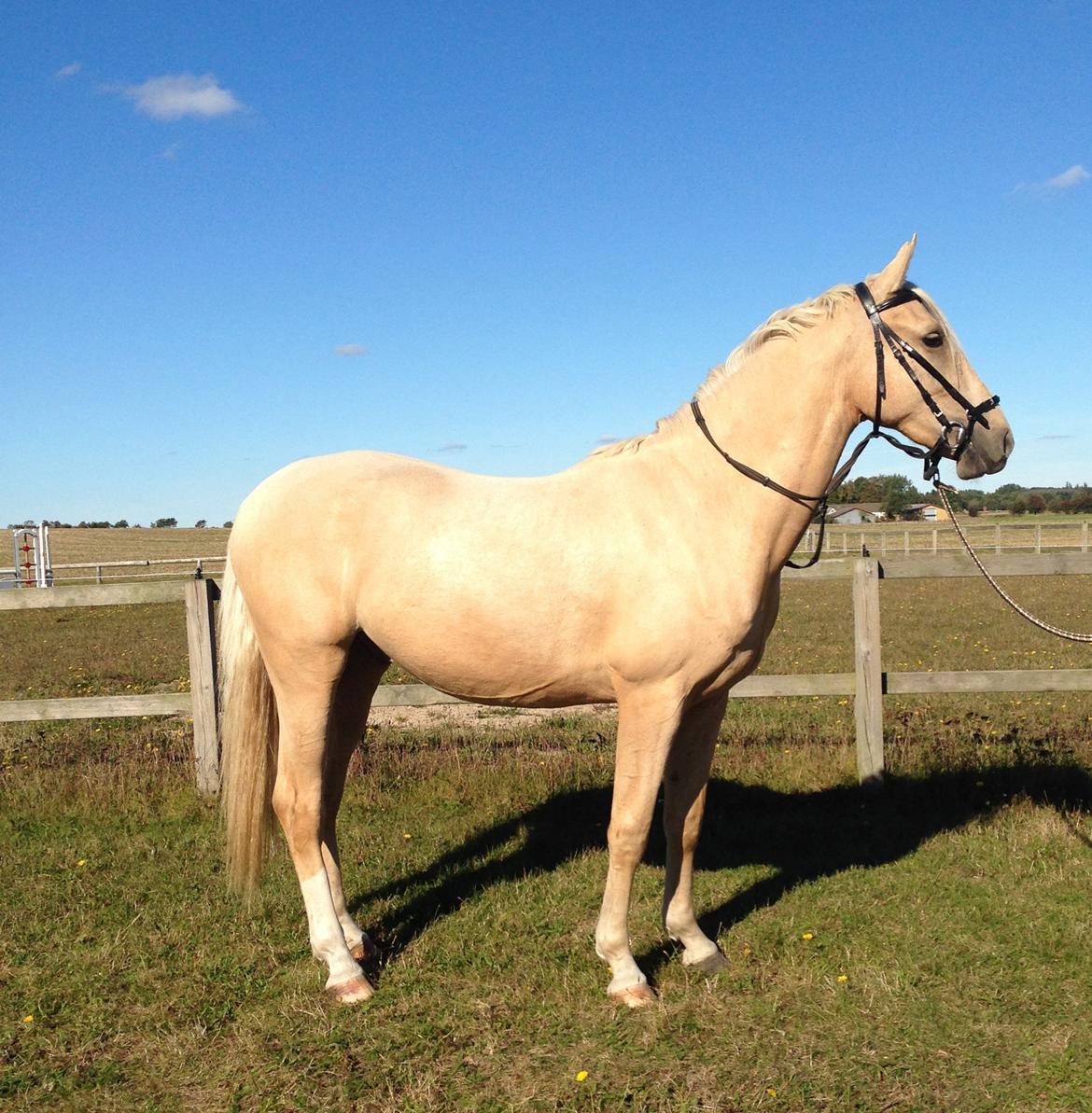 Palomino MiTho's Daywalker billede 4