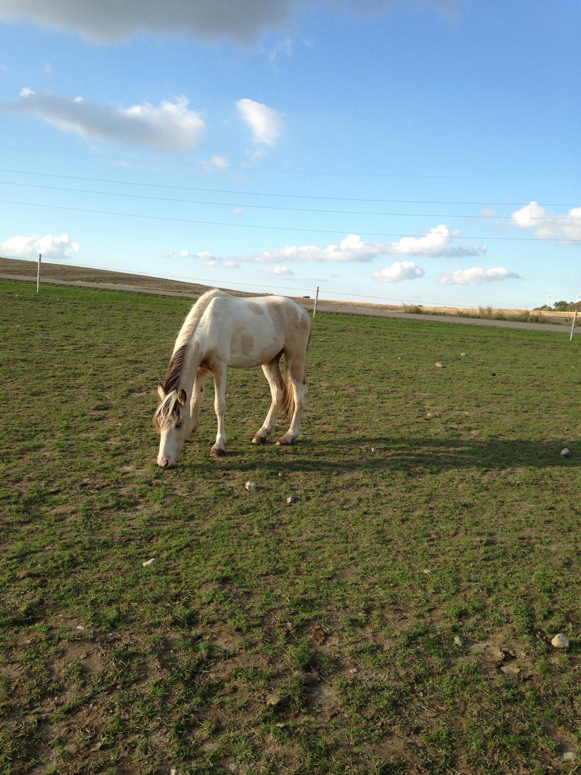 Irish Cob Crossbreed Indian Golden Winter  billede 18
