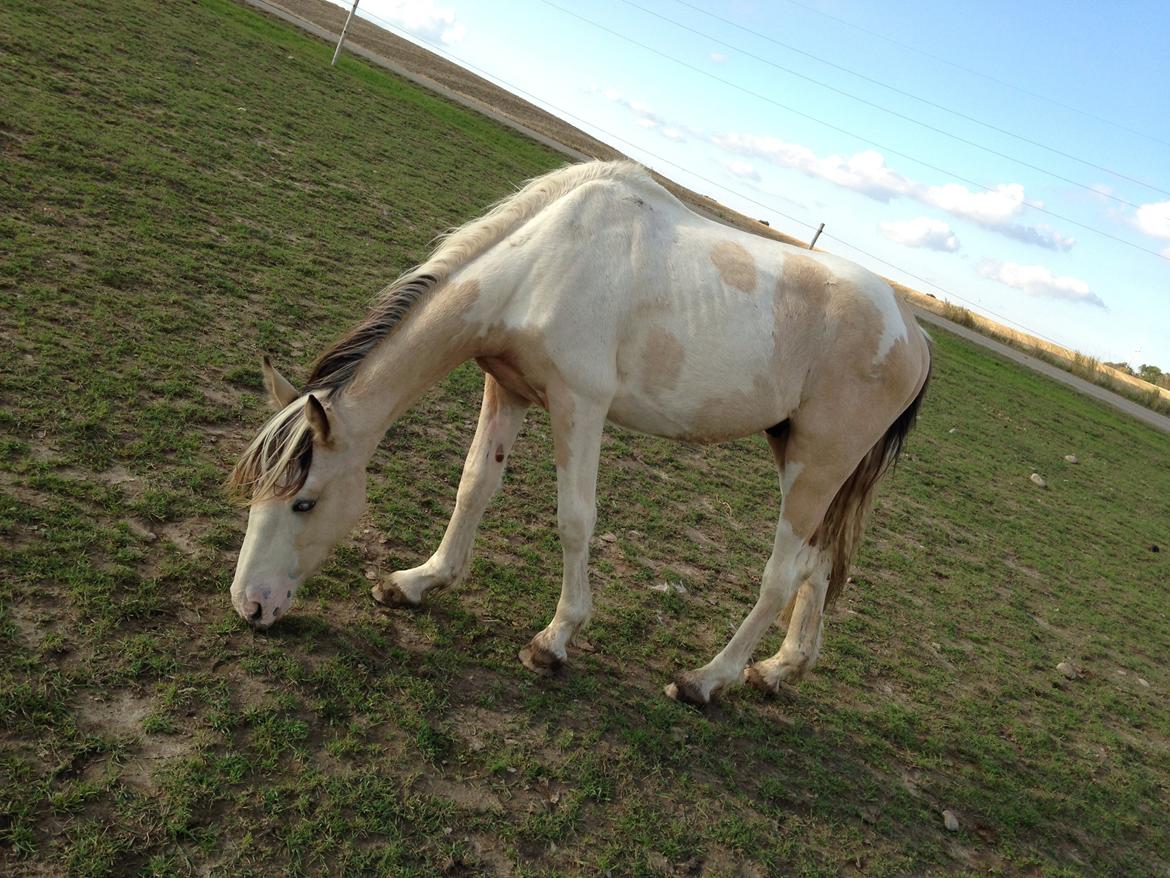 Irish Cob Crossbreed Indian Golden Winter  billede 17