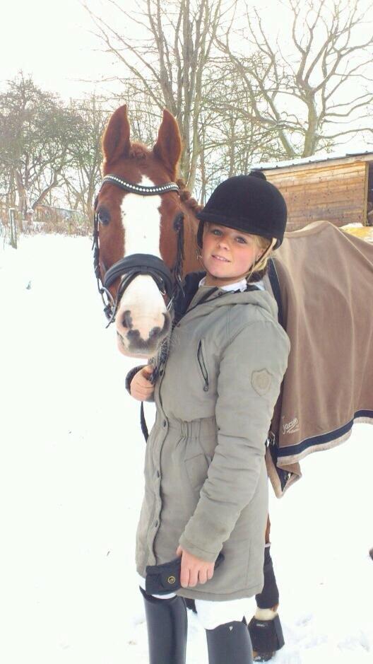 DSP Laila B-pony billede 10