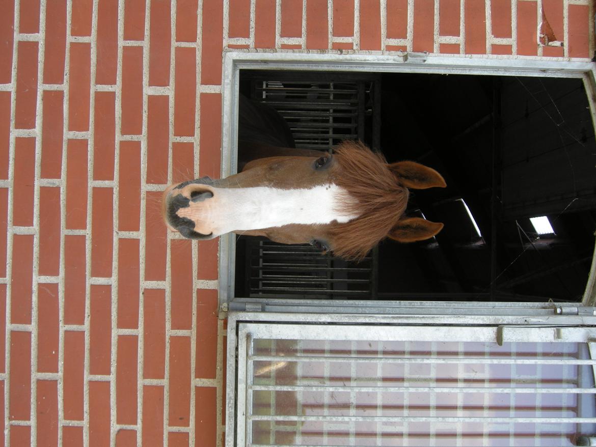 DSP Laila B-pony billede 12