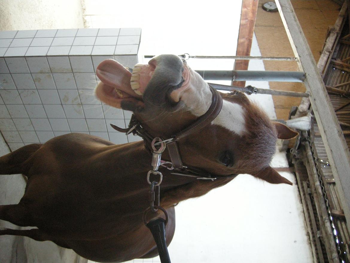 DSP Laila B-pony billede 15