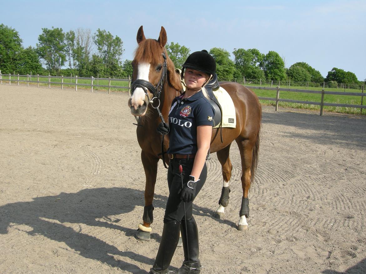 DSP Laila B-pony billede 16