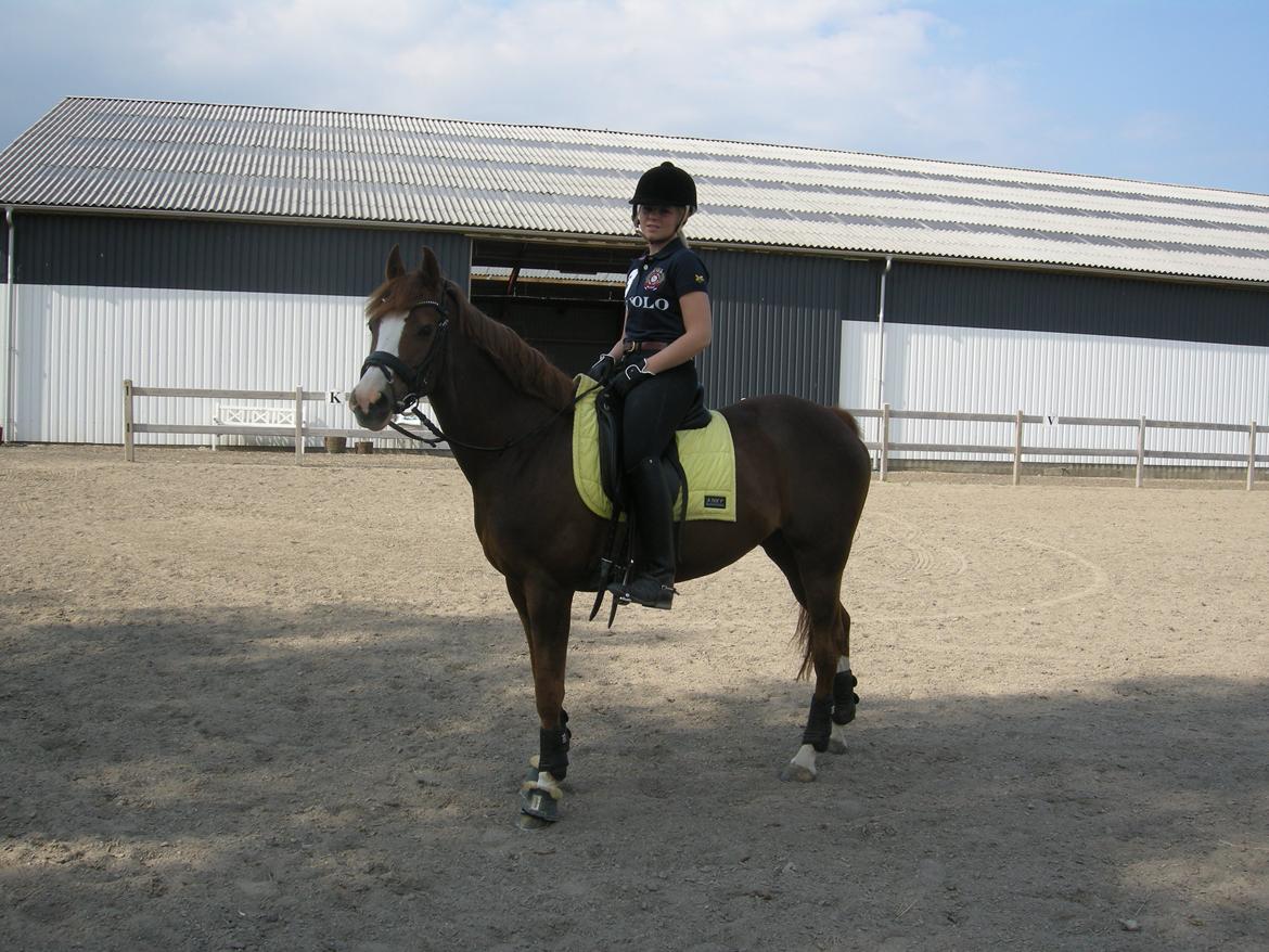 DSP Laila B-pony billede 17