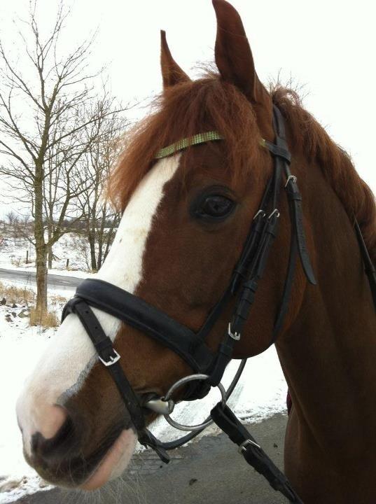 DSP Laila B-pony billede 18