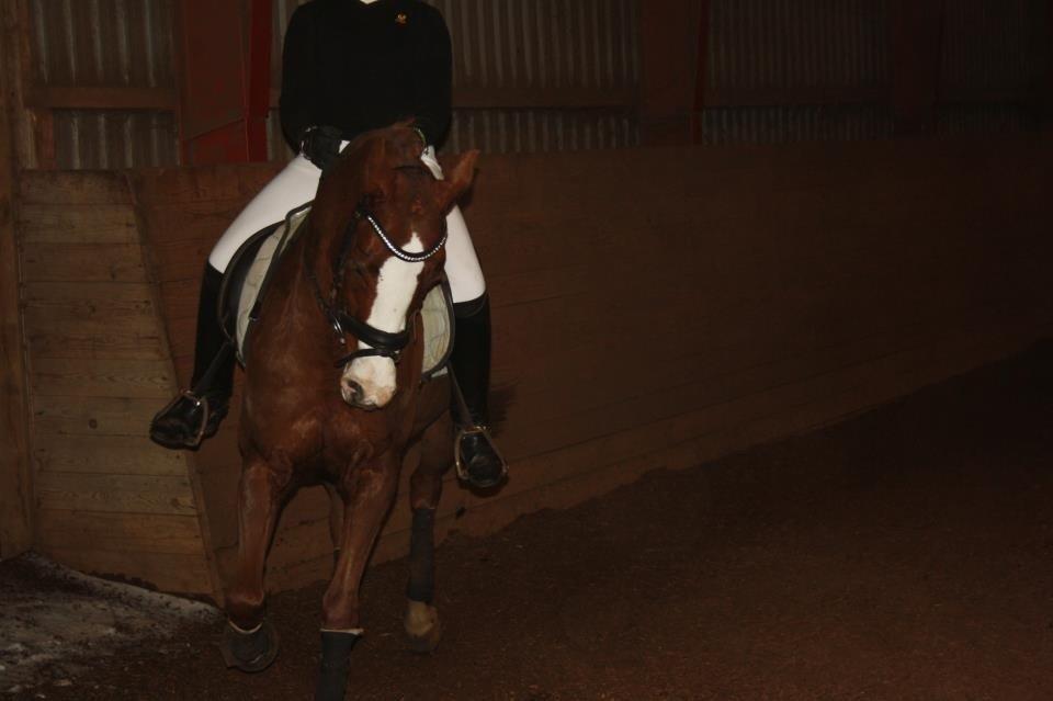 DSP Laila B-pony billede 20