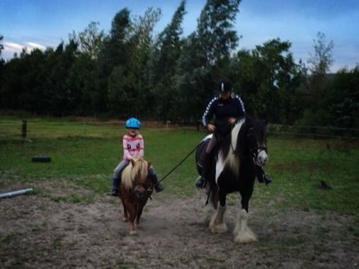 Irish Cob Snow Queen fra Godrumgaard  solgt billede 2