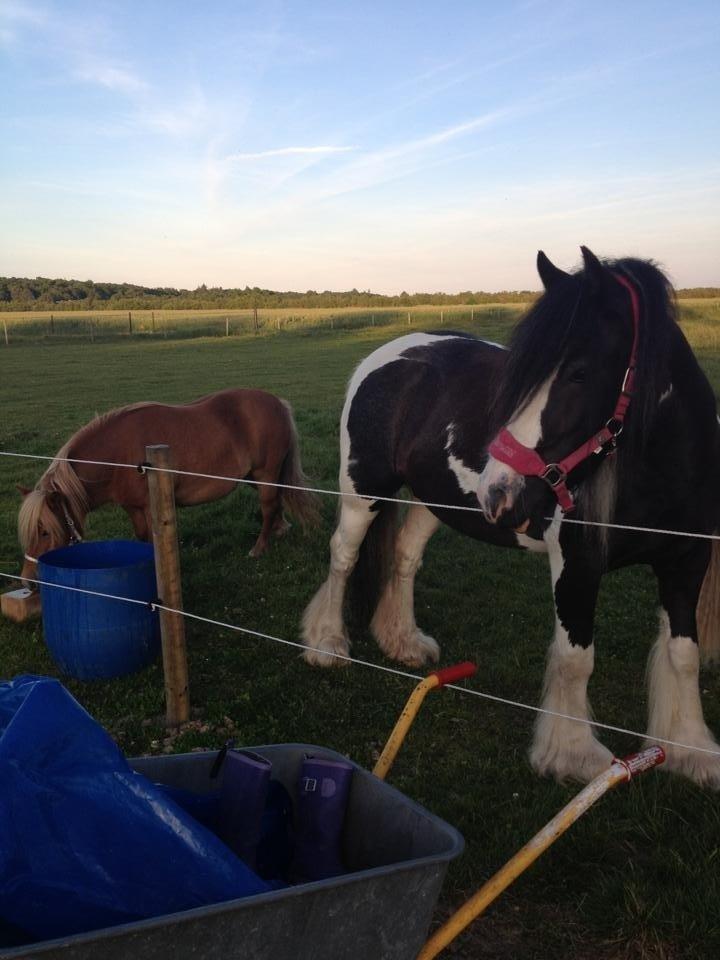 Irish Cob Snow Queen fra Godrumgaard  solgt billede 4