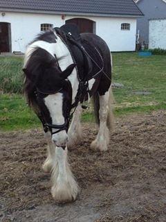 Irish Cob Snow Queen fra Godrumgaard  solgt billede 6