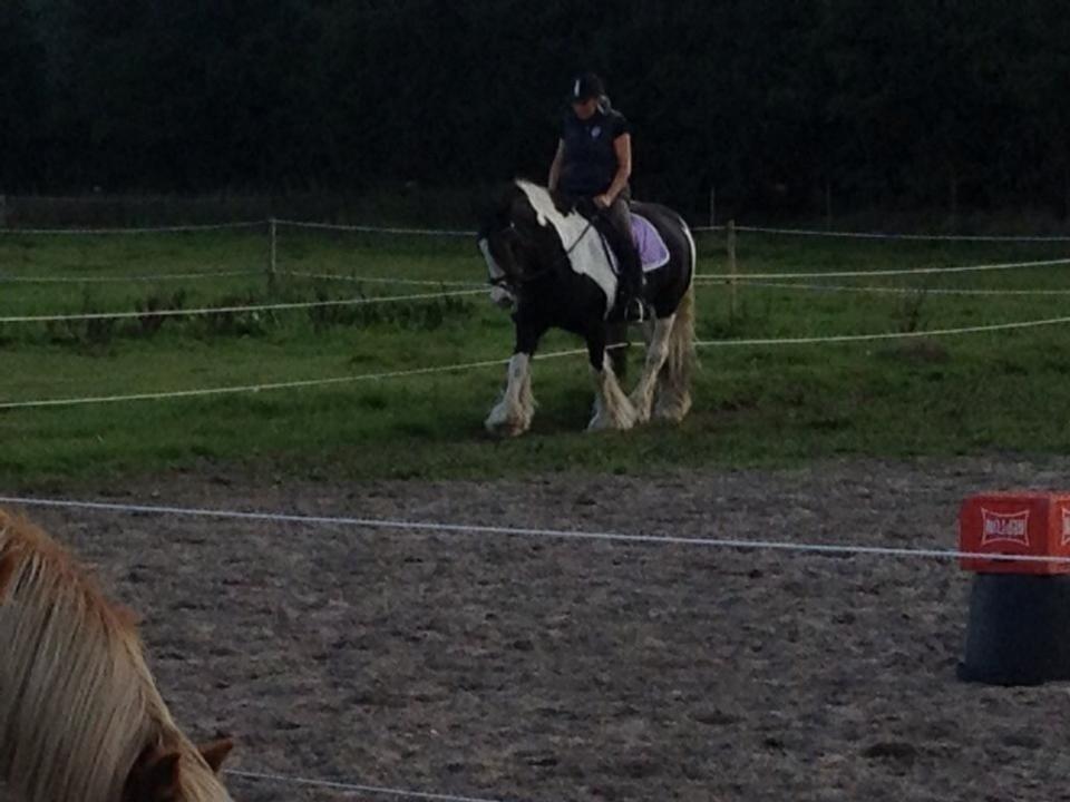 Irish Cob Snow Queen fra Godrumgaard  solgt billede 7