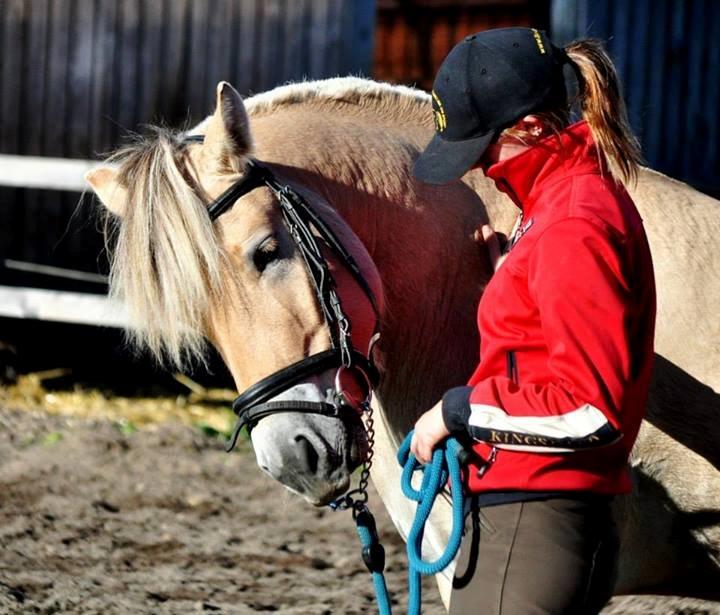 Fjordhest Halfdan - Han elsker at nusse billede 5