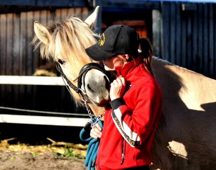 Fjordhest Halfdan - Vi er blevet meget gode venner <3 billede 10