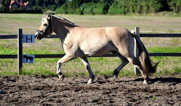 Fjordhest Halfdan - Halfdan varmer op til at skulle springe billede 9