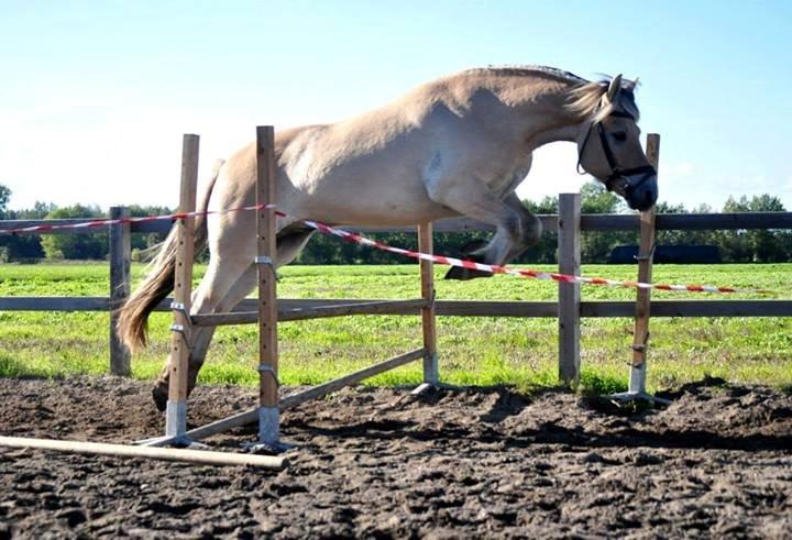 Fjordhest Halfdan - Halfdan springer 60 cm
(første gang han løsspringer) billede 13