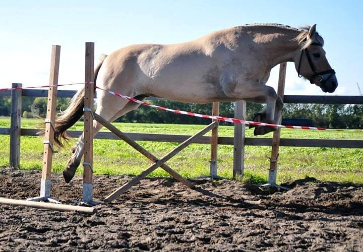 Fjordhest Halfdan - Første gang Halfdan løsspringer billede 6
