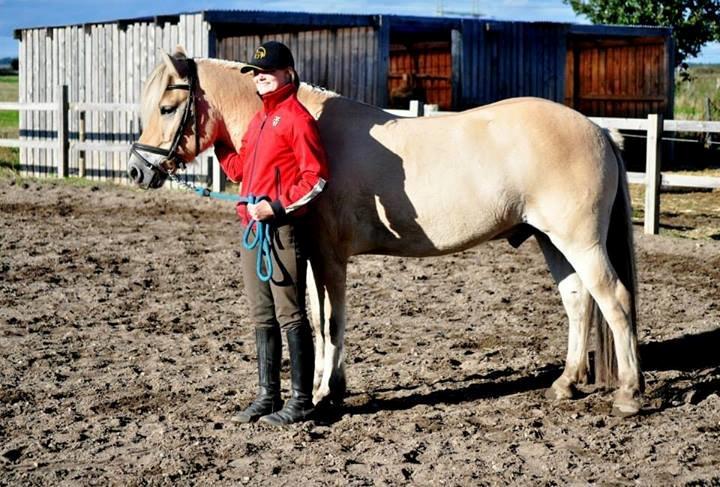 Fjordhest Halfdan - Halfdan og jeg efter løsspringning  billede 14
