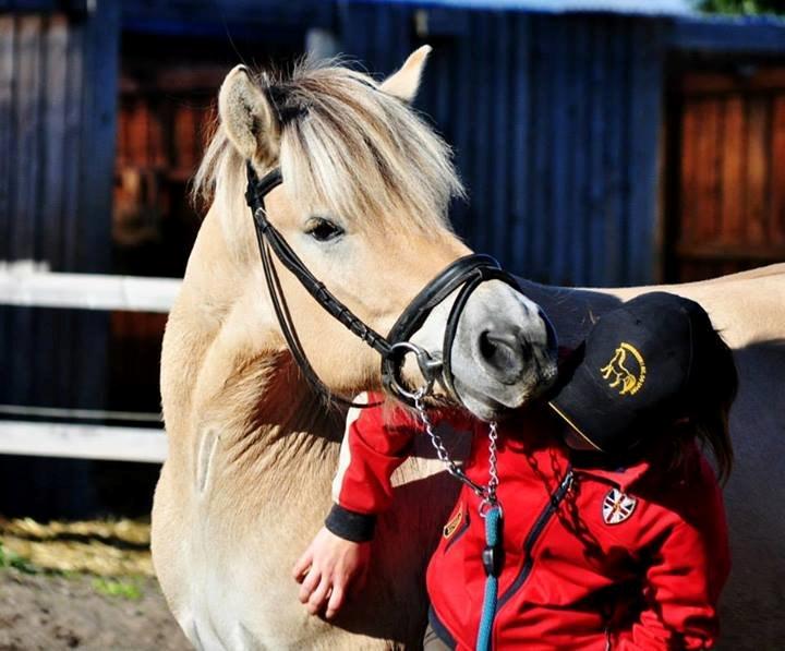 Fjordhest Halfdan - Vi er også efterhånden blevet ret gode venner <3 billede 2