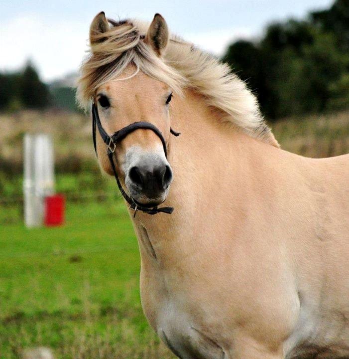 Fjordhest Halfdan - Halfdan er en dejlig 4 års vallak jeg har i tilridning billede 1