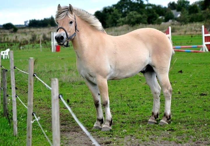 Fjordhest Halfdan - Flotte Baby på folden billede 3