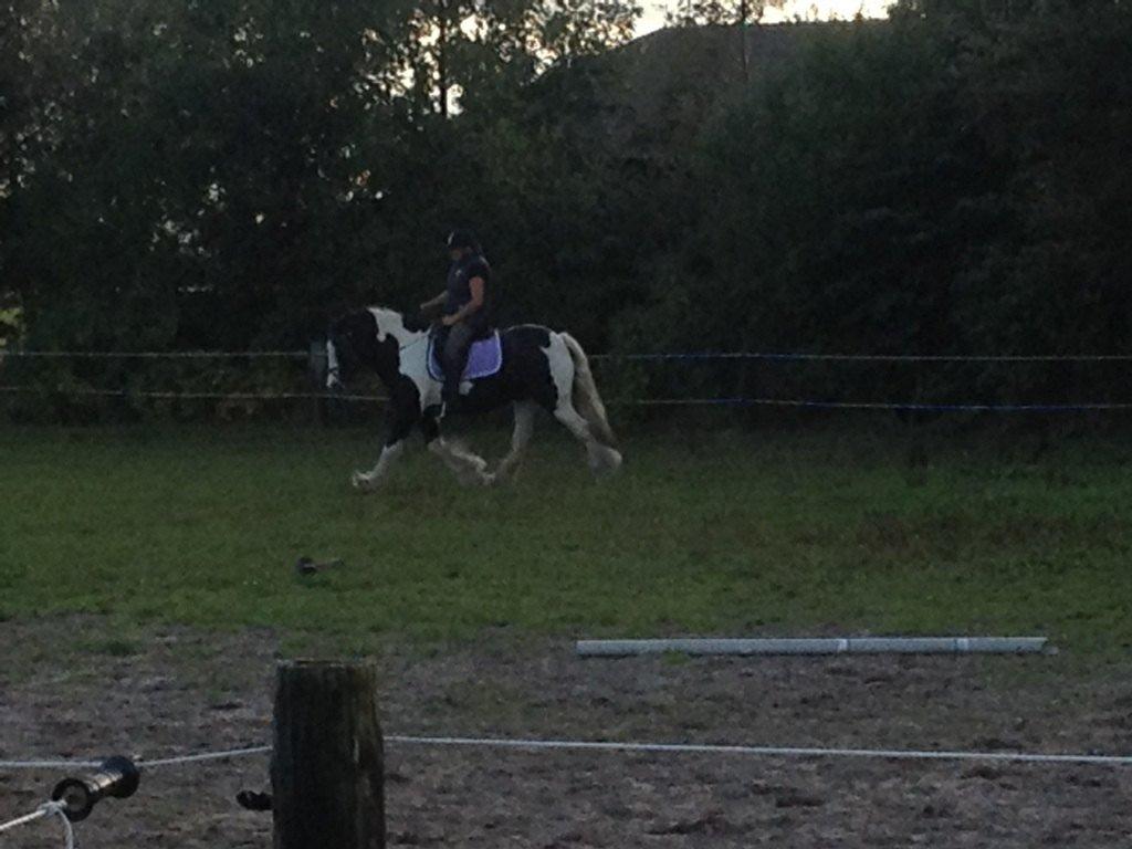 Irish Cob Snow Queen fra Godrumgaard  solgt billede 9