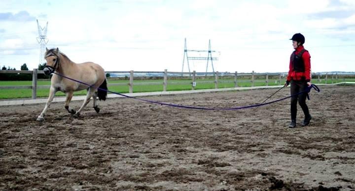 Fjordhest Halfdan - Longearbejde :) billede 11