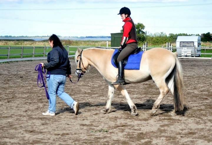 Fjordhest Halfdan - anden gang med rytter  billede 7