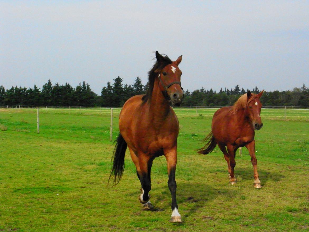 Anden særlig race Dakota - Første dag på Kisny og første dag som min hest. :) - Foto: Mig billede 13